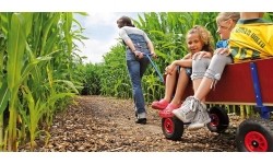 Go-Kartai jaunimui ir suaugusiems BERG: Karutis BERG Beach Wagon XL